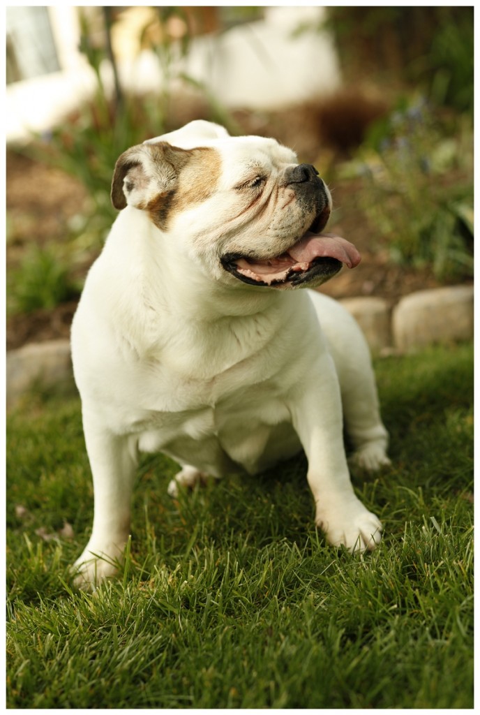 Happy Tails: Butterball The English Bulldog - Daily Dog Tag