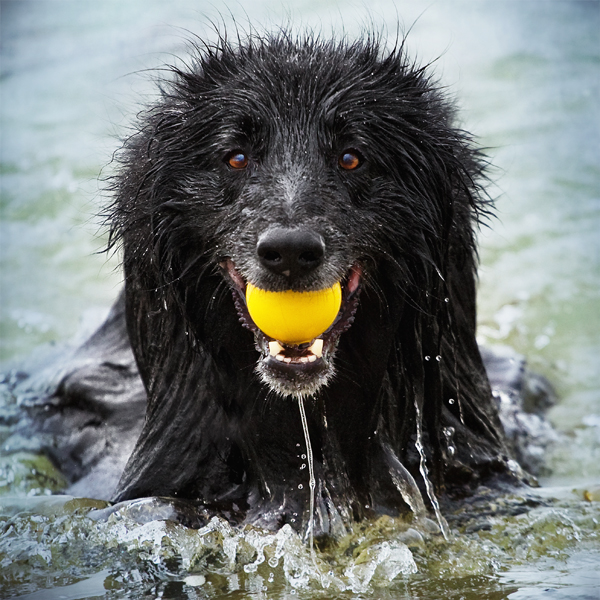 canine sea lion