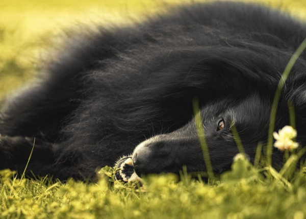 WolfCub on the grass