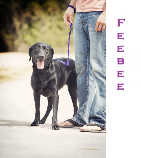 © Photos by Keshia | Daily Dog Tag |Adoptable Black Lab, Feebee