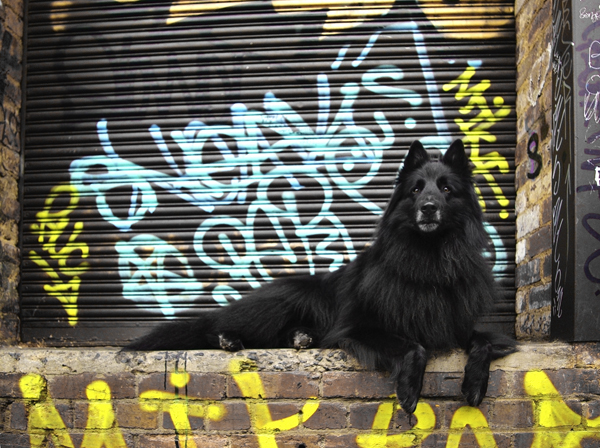 WolfCub with graffiti 