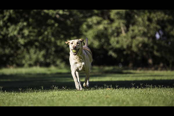 Yellow-Lab-with-tennis-ball