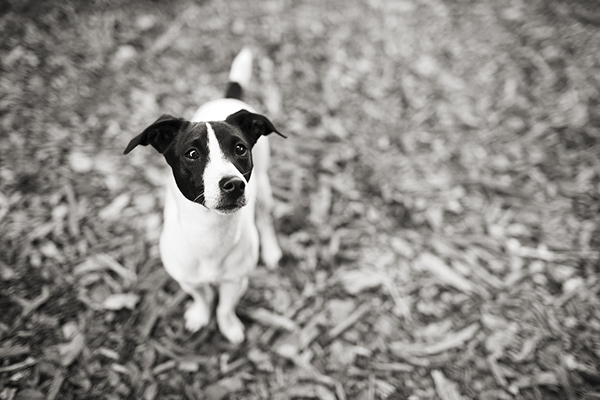 Jack-Russell-Fox-Terrier
