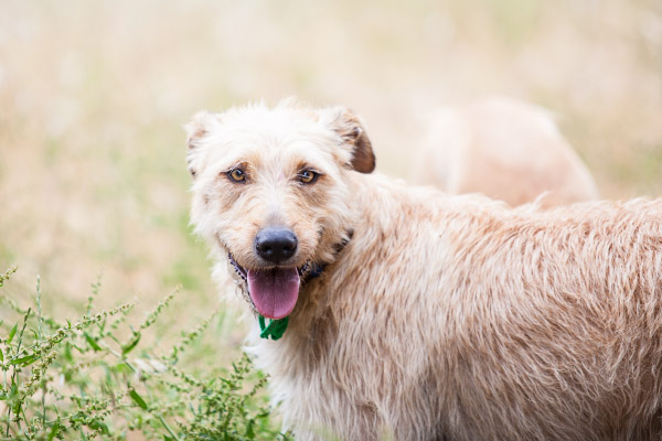 handsome-Wolfhound, worldwide-dog-photographer