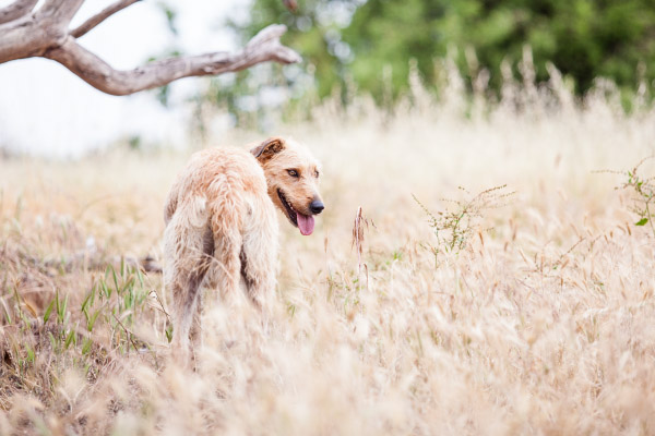 Brisbane-pet-photographer, wolfhound