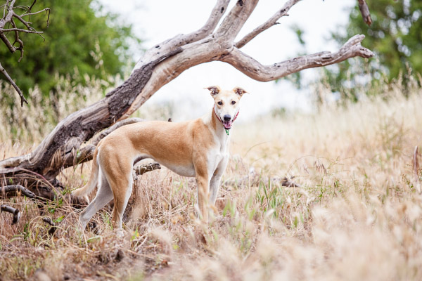 Kangaroo-dog-South-AU