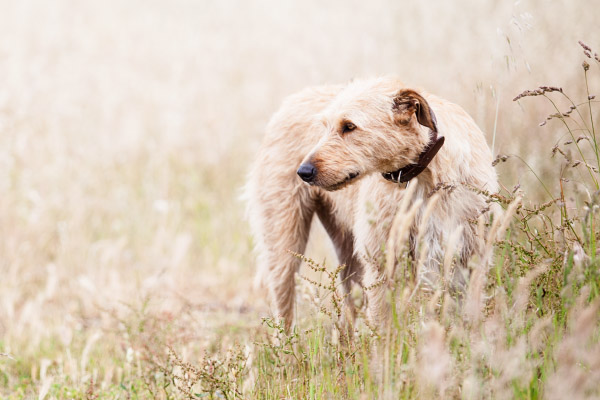 Brisbane-pet-photography, Wolfhound-in-grass