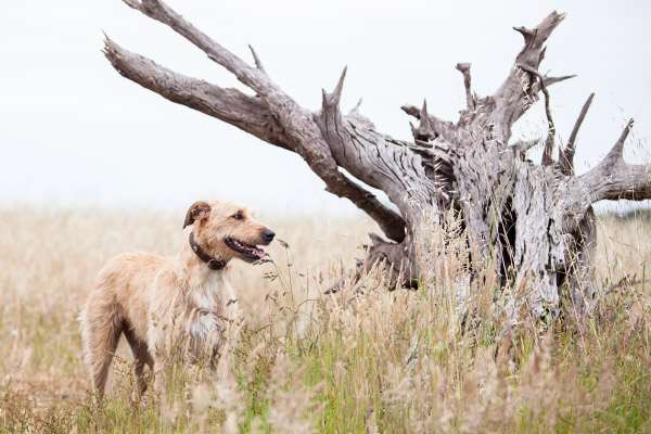 Wolfhound-in-tall-grass, Brisbane-pet-photography