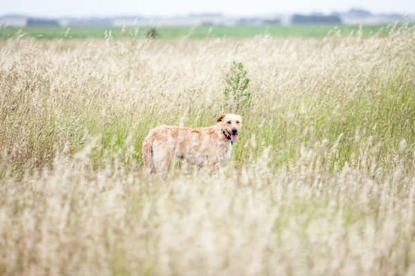 Brisbane-pet-photographer, wolfhound-in-field