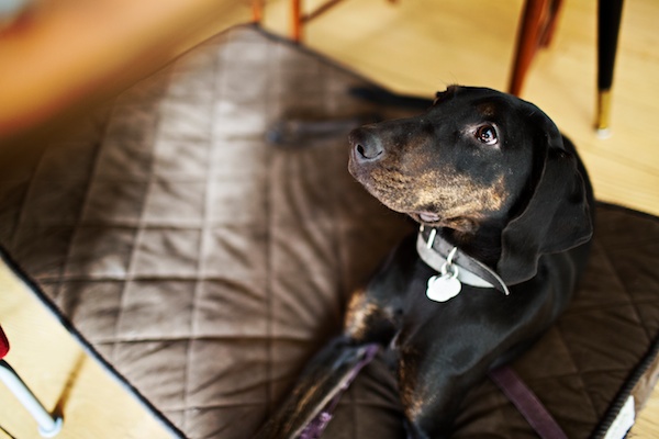 beautiful-mixed-breed-looking-for-home, sweet-adoptable-dog, NYC-dog-portraits