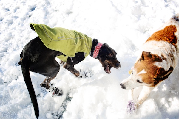 dogs-playing-in-snow, 