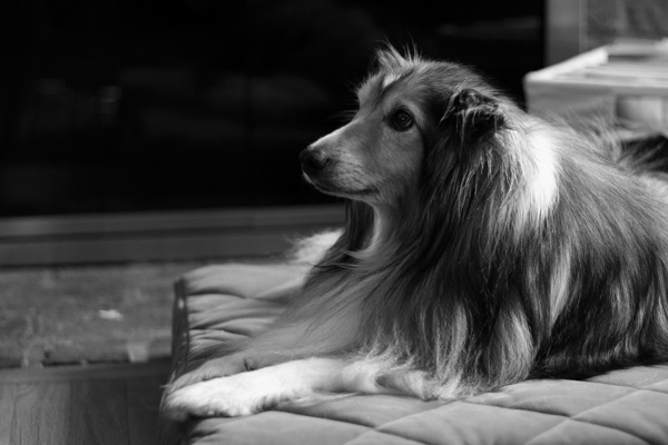 fine-art-portrait-Shetland-sheepdog