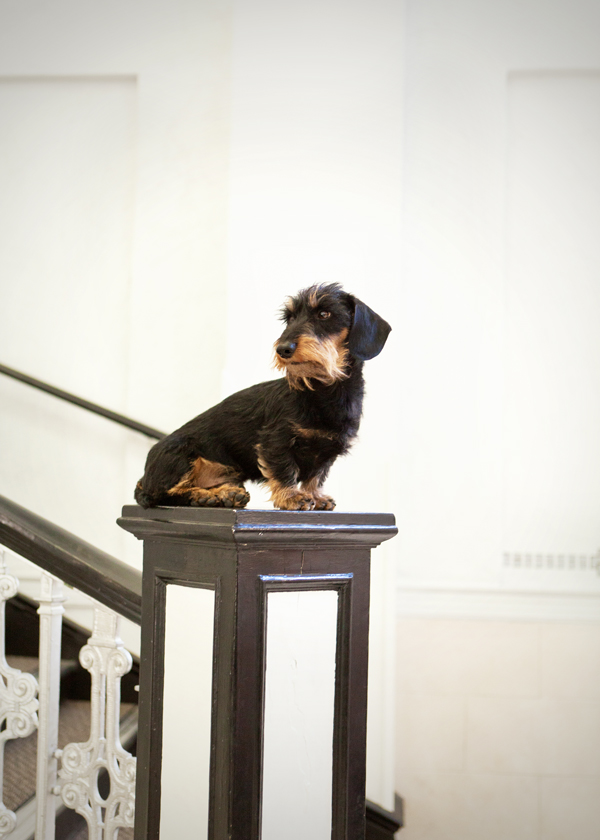 Doxie-portrait, miniature wire-haired dachshund ©Allison Mae Photography