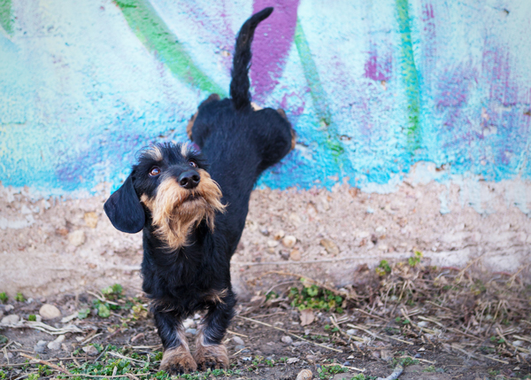 mini-wirehaired-dachshund-kicks-up-his-heels