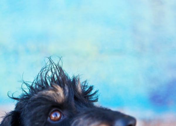 close-up-wirehaired-dachshund, fun-dog-photos