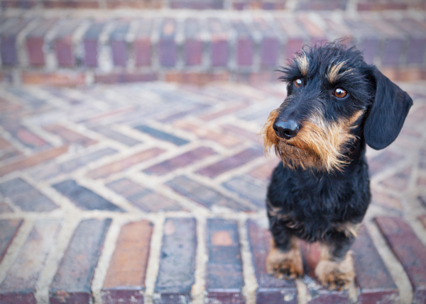 wirehaired-doxie-on-bricks