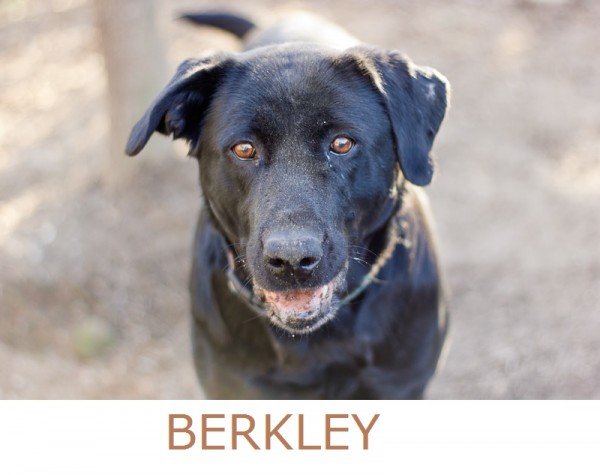 Adopt-Berkely! BARK-Adoptable-dog