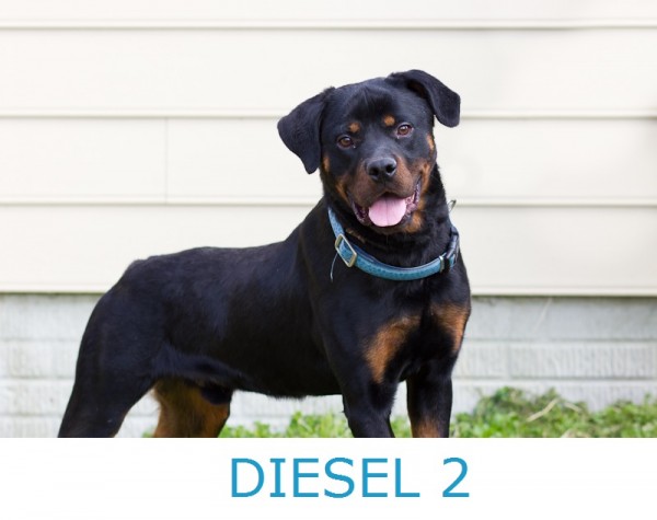 Adopt-Diesel-2! Rottie-looking-for-home