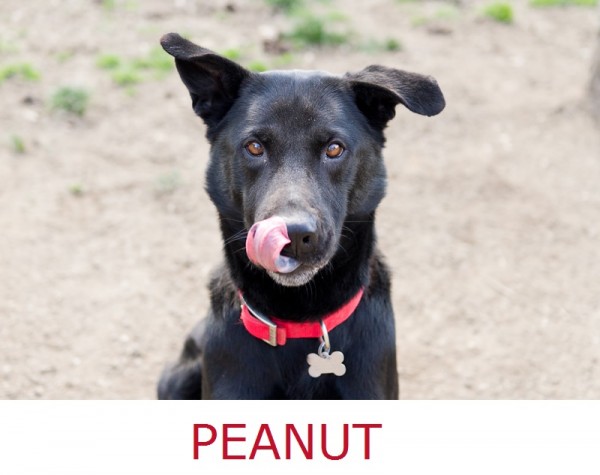 Adopt-Peanut! Lab-Shepherd-mix-barkva.org