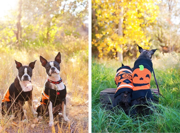 Boston-Terriers-in-Halloween-sweaters, dog-dynamic-duo