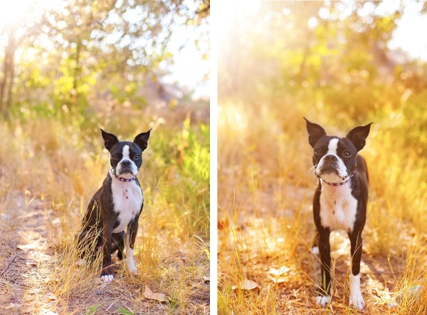 on-location-pet-photography-for-doglovers