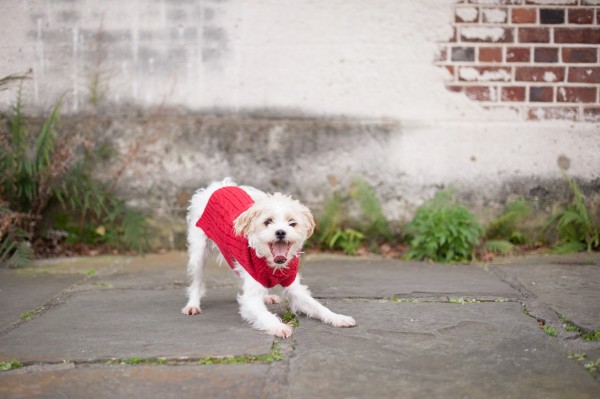 small-mixed-breed-in-red-sweater