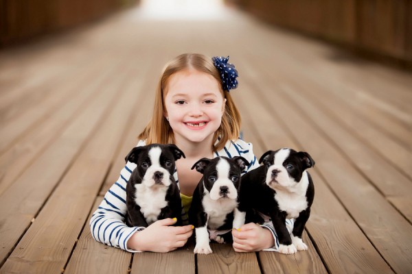 girl-and-Boston-Terrier-puppies