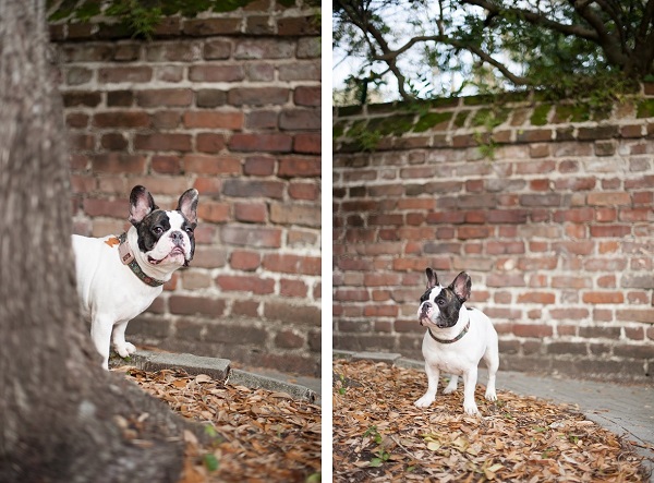 © Britt Croft Photography, Frenchie