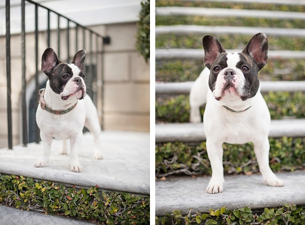 © Britt Croft Photography, adorable-Frenchie