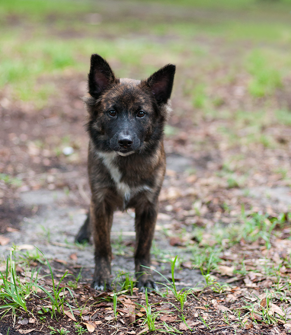 © Emma Grace Photography, Adopt-Astro! , Mini-Aussie-Shepherd-