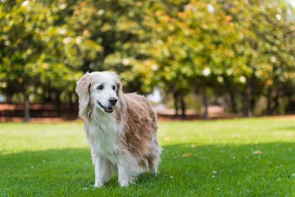 © Westway Studio. adoptable-senior-dog, San-Diego-rescue-photographer