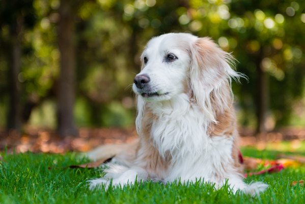 © Westway Studio, Senior-Spaniel-mix- Lionel's-Legacy