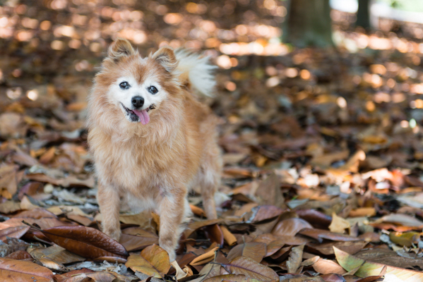 © Westway Studio, San-Diego-dog-portraits