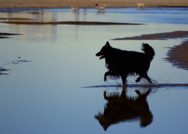 Belgian Shepherd, at the beach