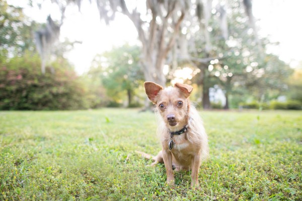 © Dana Cubbage Photography, Pet-Lifestyle-Photographer