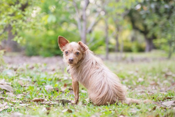 © Dana Cubbage Photography, Chihuahua-Terrier-mix-Hampton-Park