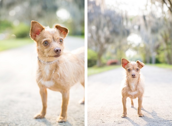 © Dana Cubbage Photography, Charleston, SC-Pet-Photographer