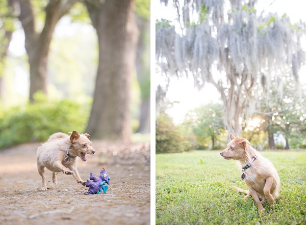 © Dana Cubbage Photography, Chihuahua-Terrier-mix