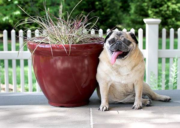 © Beth Burstein Photography, Pug