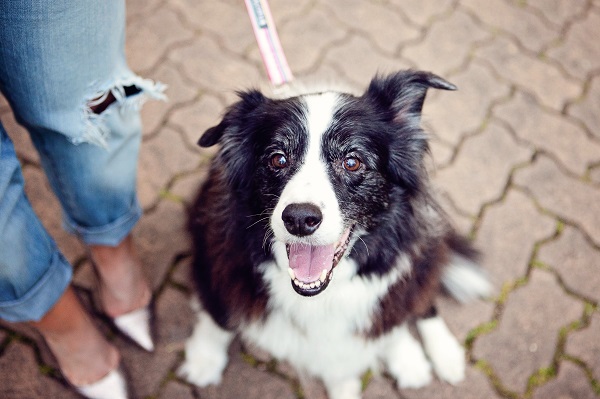 © Petal Photography,  Pet-Lifestyle-Photography, Soda-Border-Collie