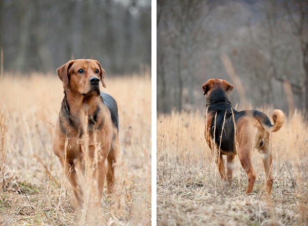 © Custom Portraits by Charlene, Pittsburgh-area-pet-photographer