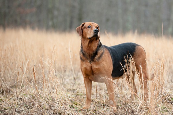 © Custom Portraits by Charlene, senior-Doberman-Labrador-mixed-breed