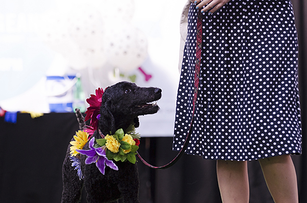 © Amber Allen, The London Phodographer, floral-wreath-for-dog, London-Paw-Pageant