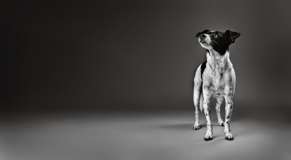 © Stephanie Millner Photography, creative-dog-portraits