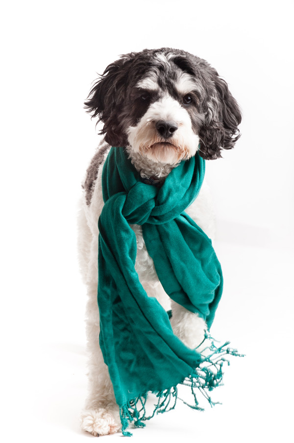 © Alice G Patterson Photography, handsome-dog-in-scarf