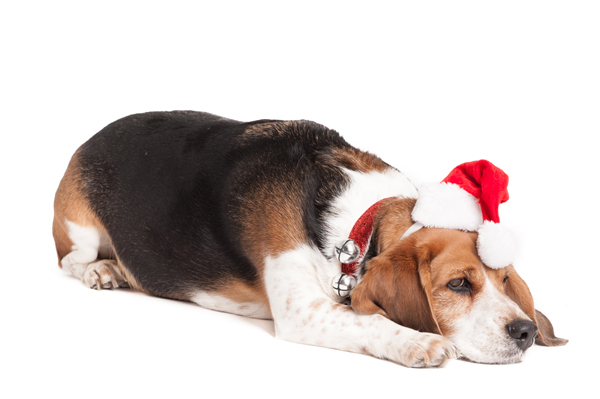 © Alice G Patterson Photography, Beagle in Santa hat