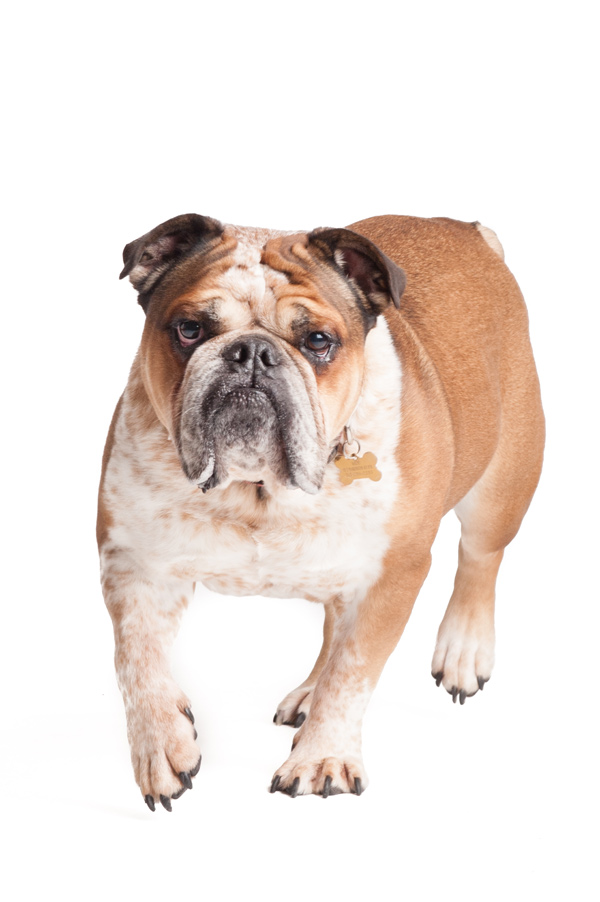 © Alice G Patterson Photography, Handsome-Bulldog, dog-Studio-Portraits