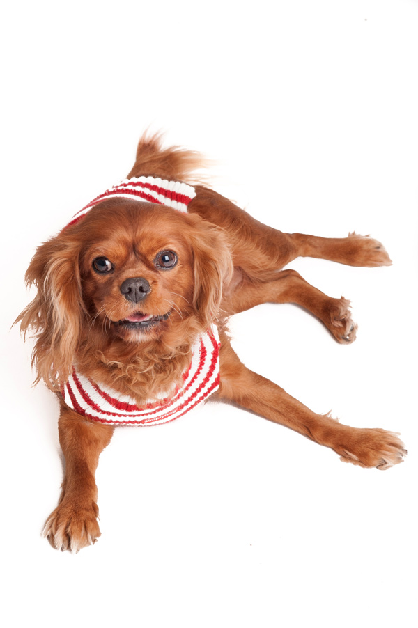 © Alice G Patterson Photography, Ruby-Cavalier-in-holiday-sweater