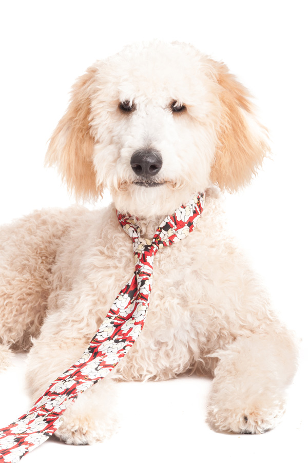 © Alice G Patterson Photography, Goldendoodle-Holiday-Pet-Pictures