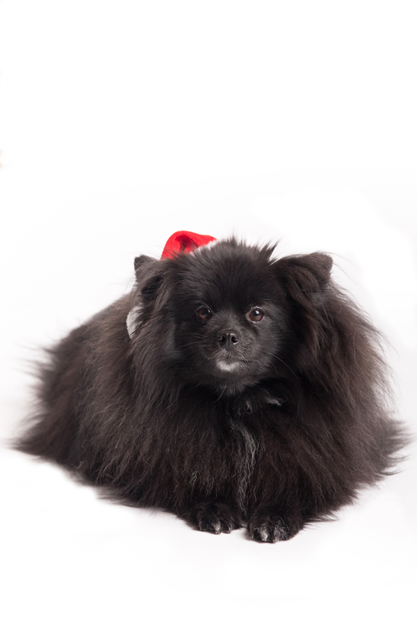 Syracuse-Pomeranian-Photography